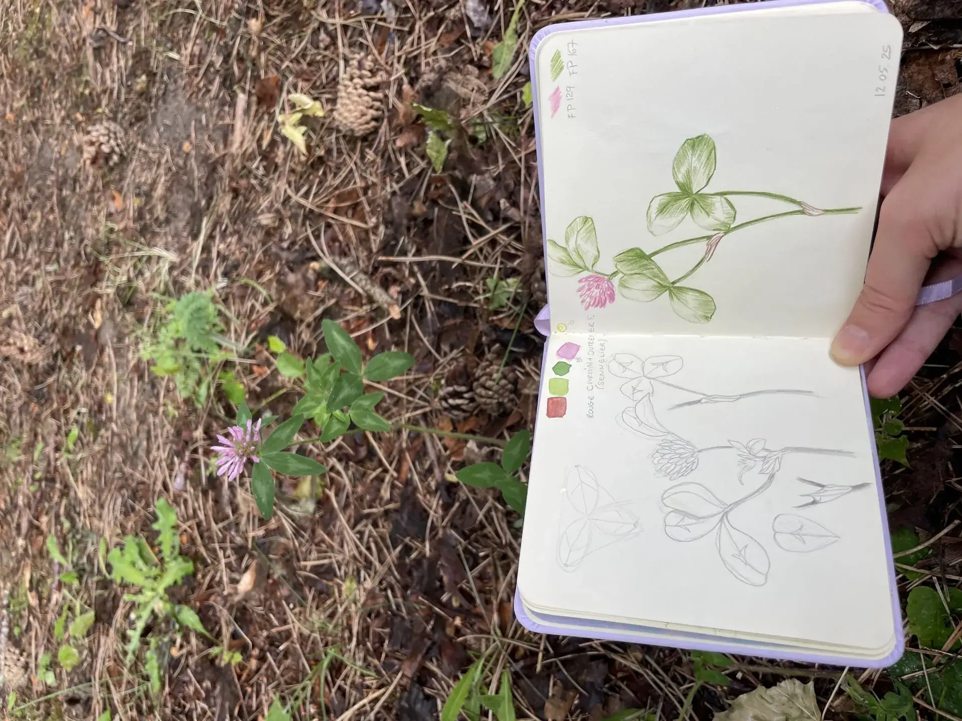 Etude au crayon de couleur d'une fleur