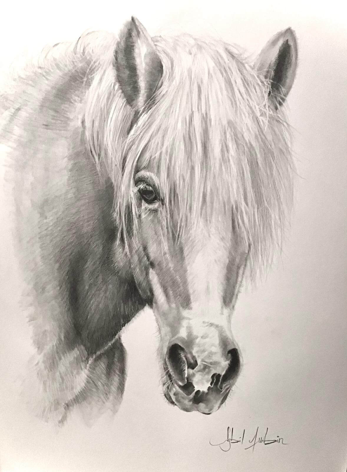 dessin cheval -sybil Aubin